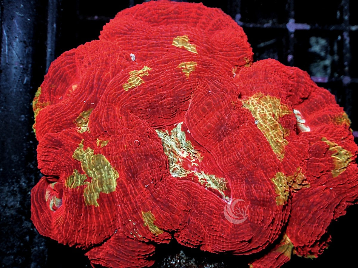 Ultra Acan bowerbanki