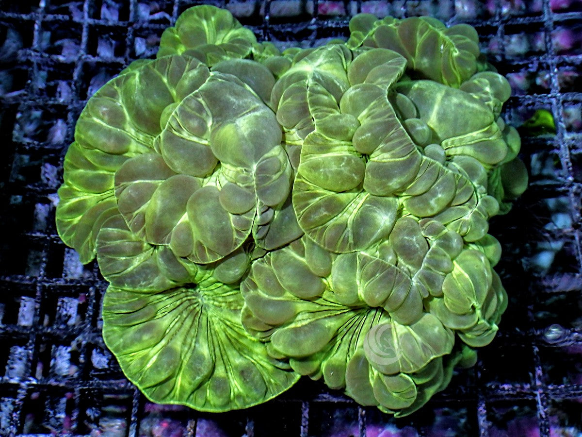 Green Fox Coral