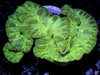 Green Fox Coral