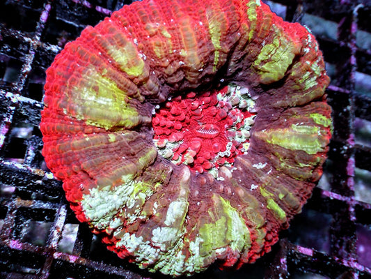 Ultra Tongan Button Scolymia