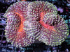 MultiColor Carpet Lobophyllia