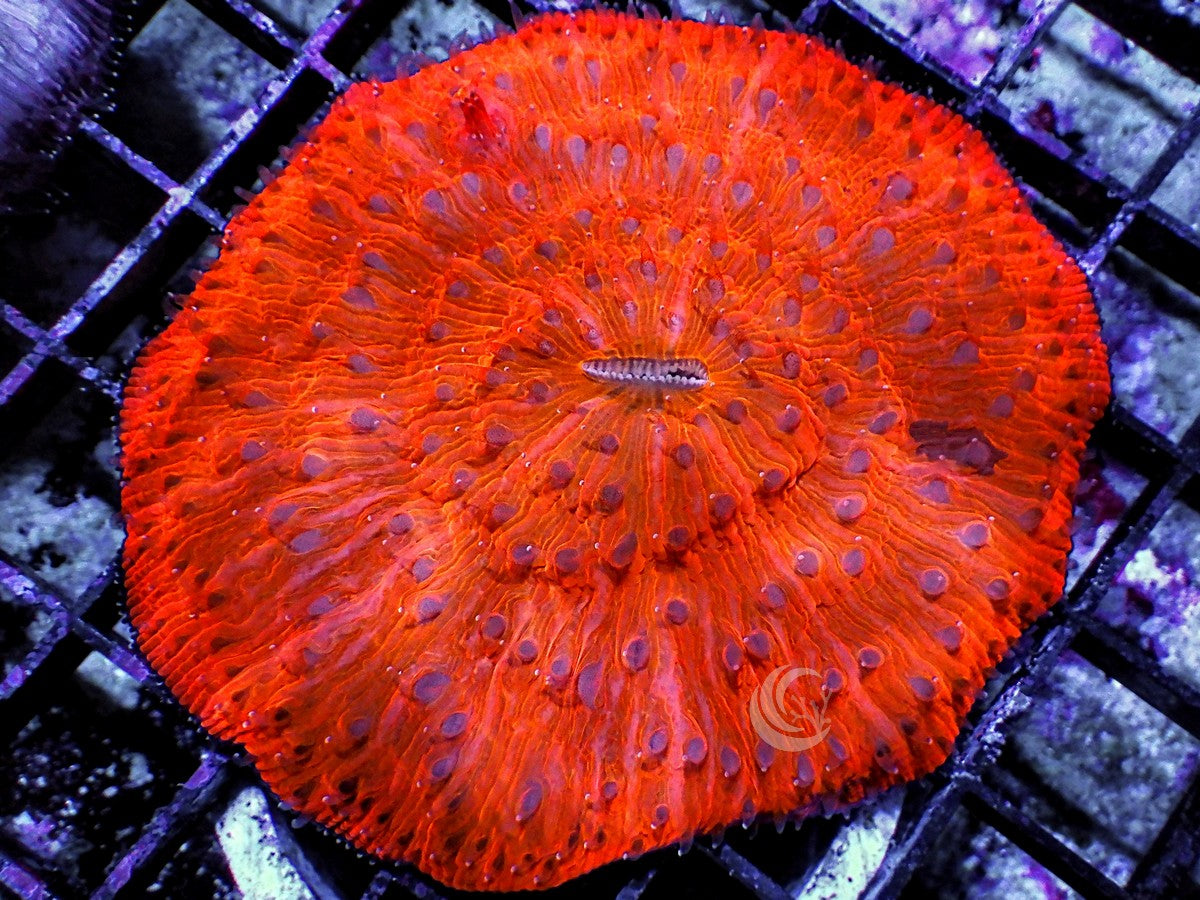 Deep Orange Plate