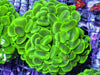 Cat's Eye Bright Lime Bubble Coral