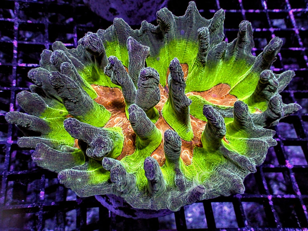 Radioactive Mind Bender Spiked Pectinia
