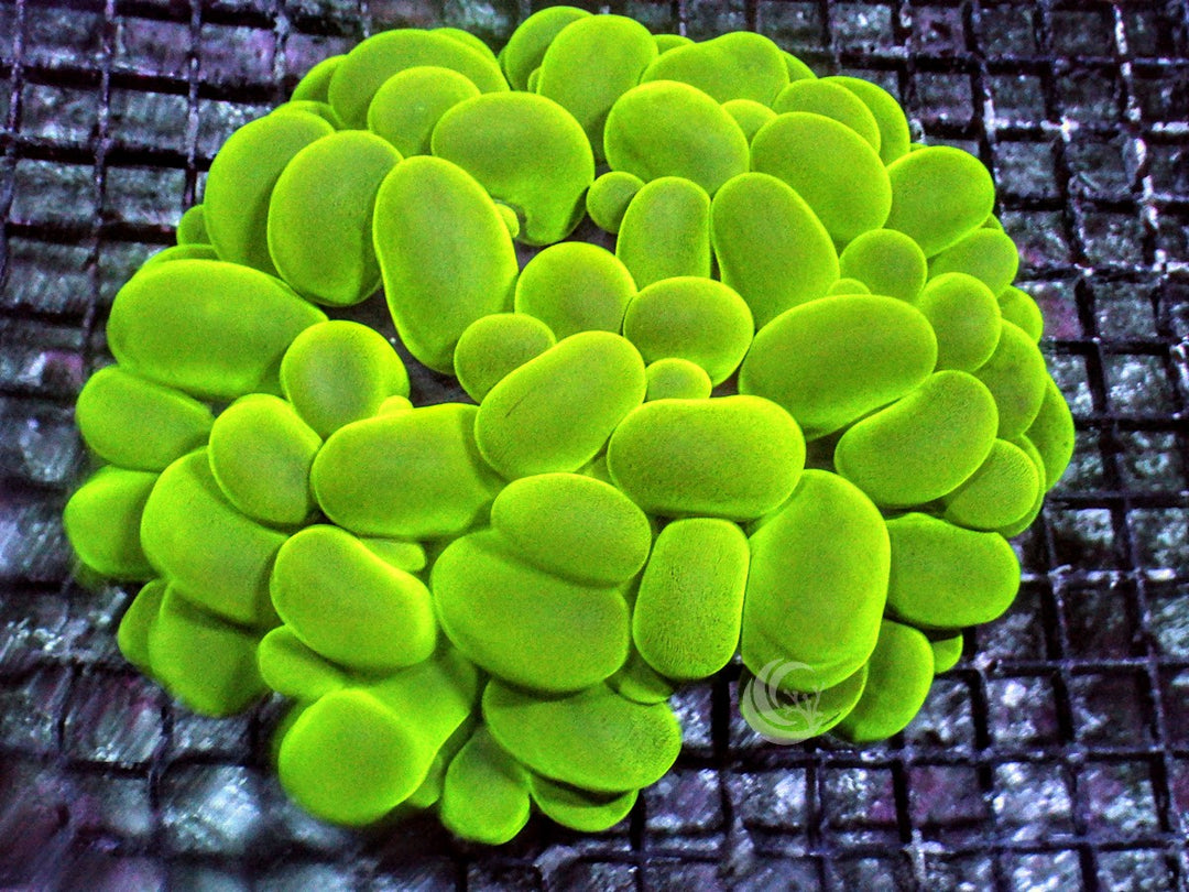 Bright Lime Bubble Coral