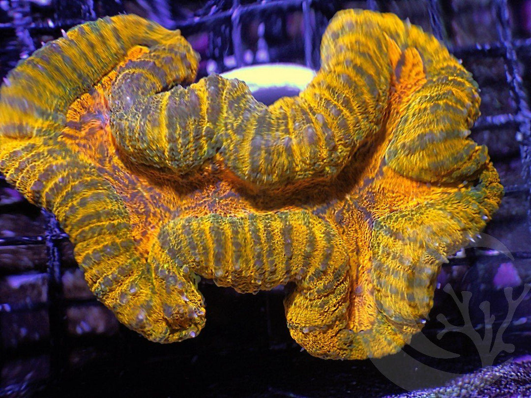 Amazing Orange-Gold Lobophyllia