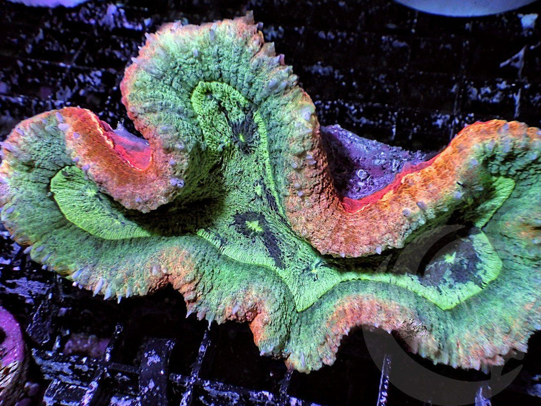 Insane MultiColor Lobophyllia