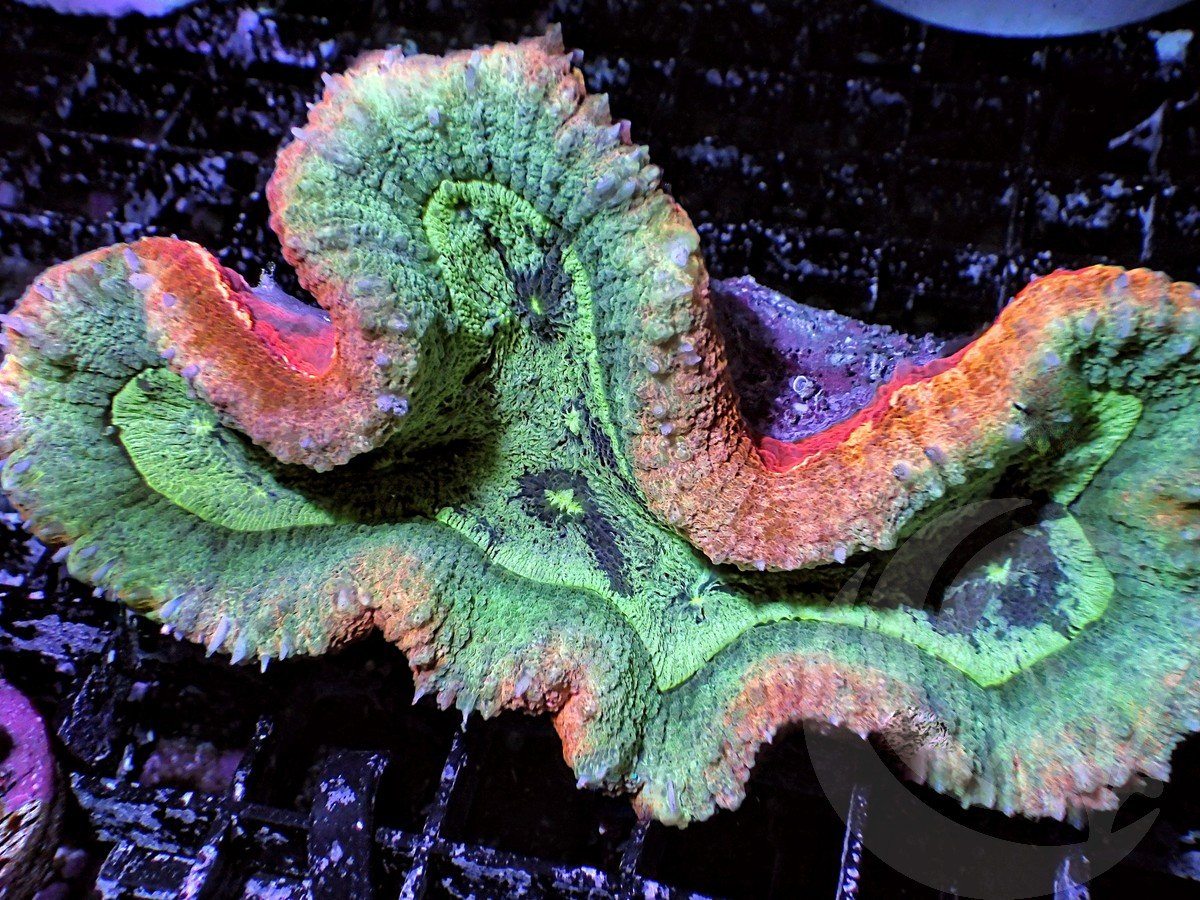 Insane MultiColor Lobophyllia