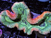 Insane MultiColor Lobophyllia