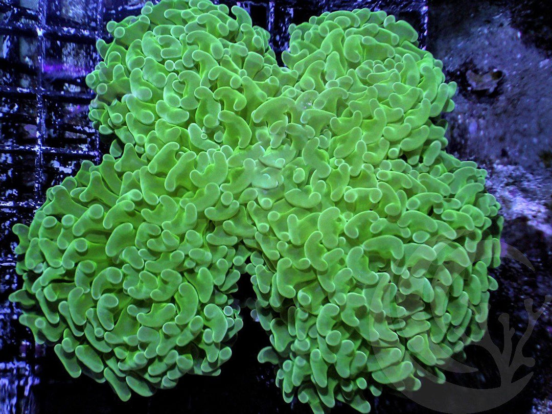 Green Wall Hammer