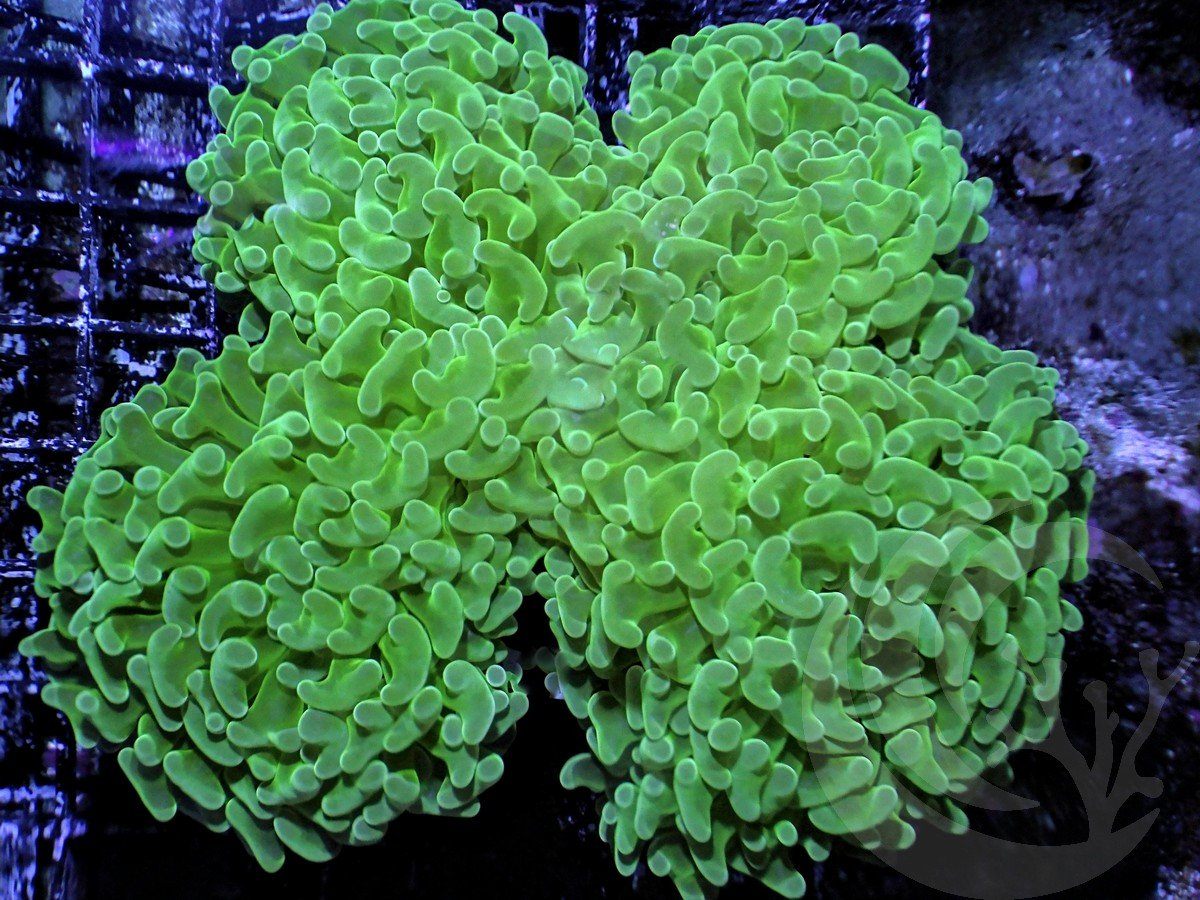 Green Wall Hammer