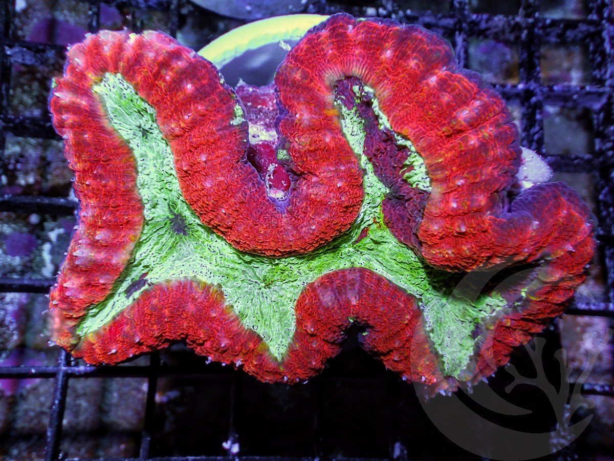 Ultra Red-Green Lobophyllia