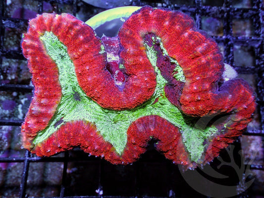 Ultra Red-Green Lobophyllia