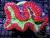 Ultra Red-Green Lobophyllia