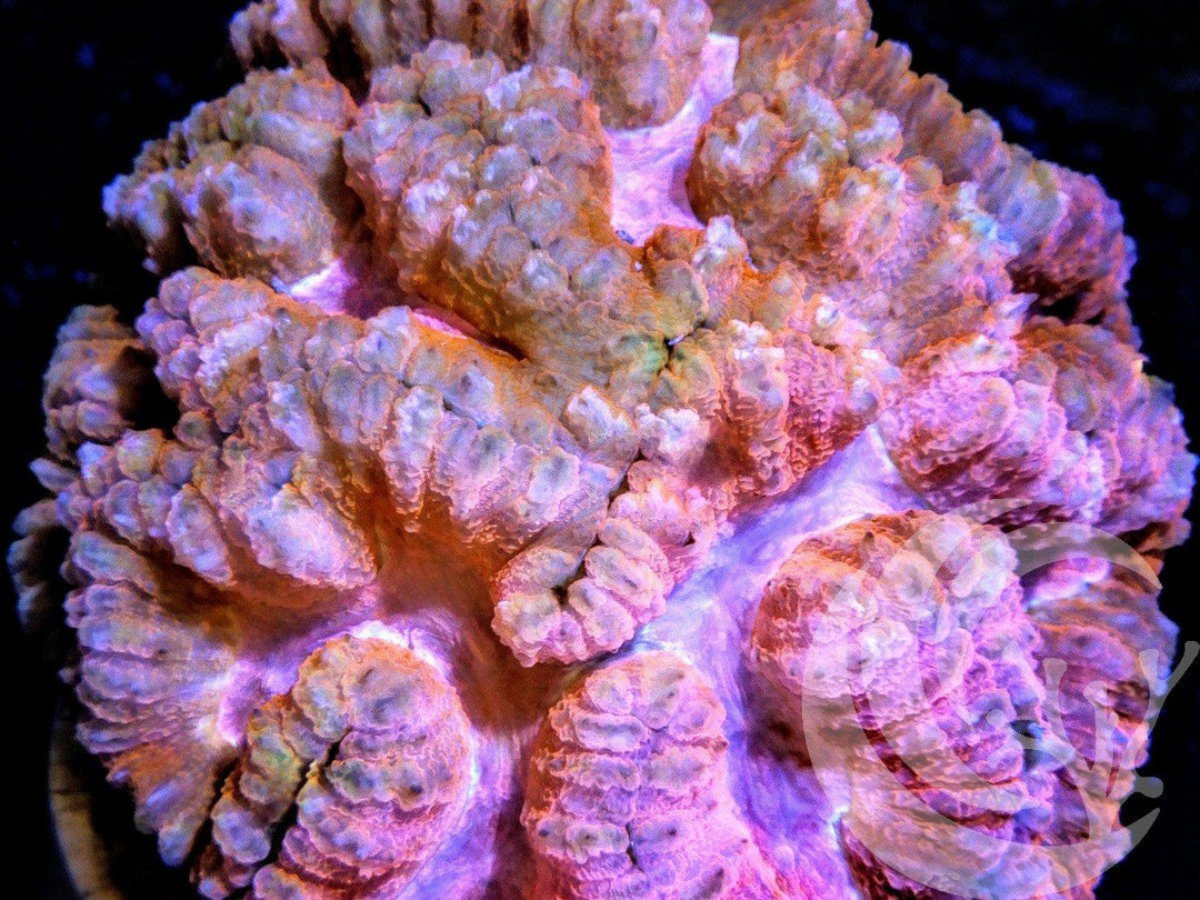 Pink Lobophyllia