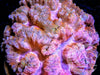 Pink Lobophyllia