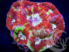 Red and Teal Acan bowerbanki