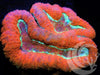 Bright Red and Teal Lobophyllia