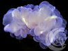 Snowball Bubble Coral