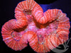 Cherry Lobophyllia