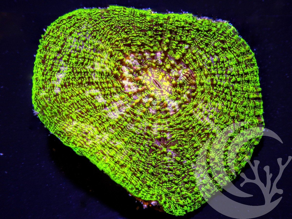 Kiwi Scolymia vitiensis