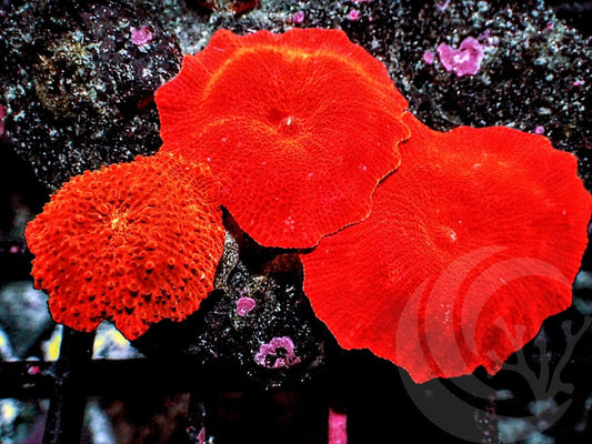 Firecracker Discosoma Mushrooms