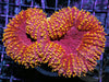 Gold Speckled Lobophyllia