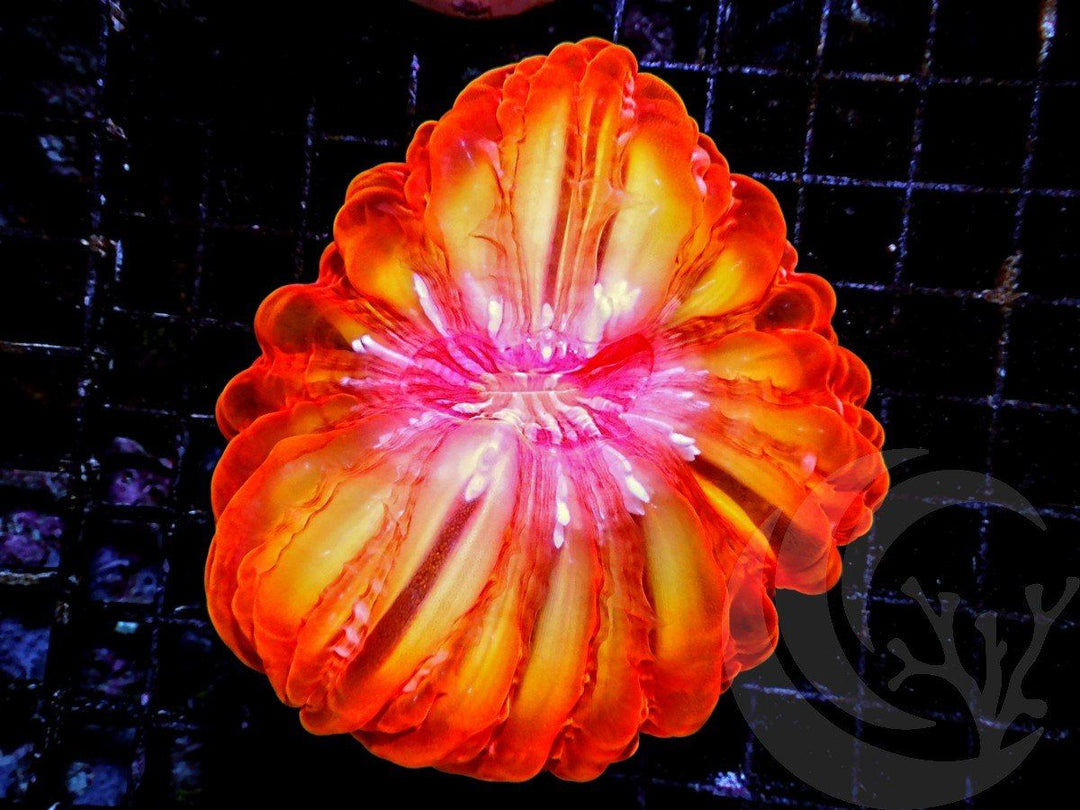 Incredible Orange Cynarina