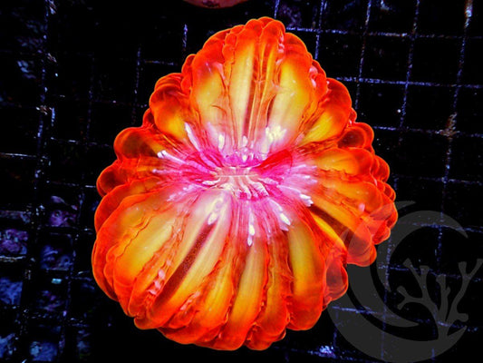 Incredible Orange Cynarina
