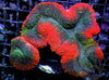 Hot Lips Lobophyllia