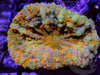 Orange Phantom Lobophyllia