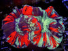 Crazy Rainbow Trachyphyllia