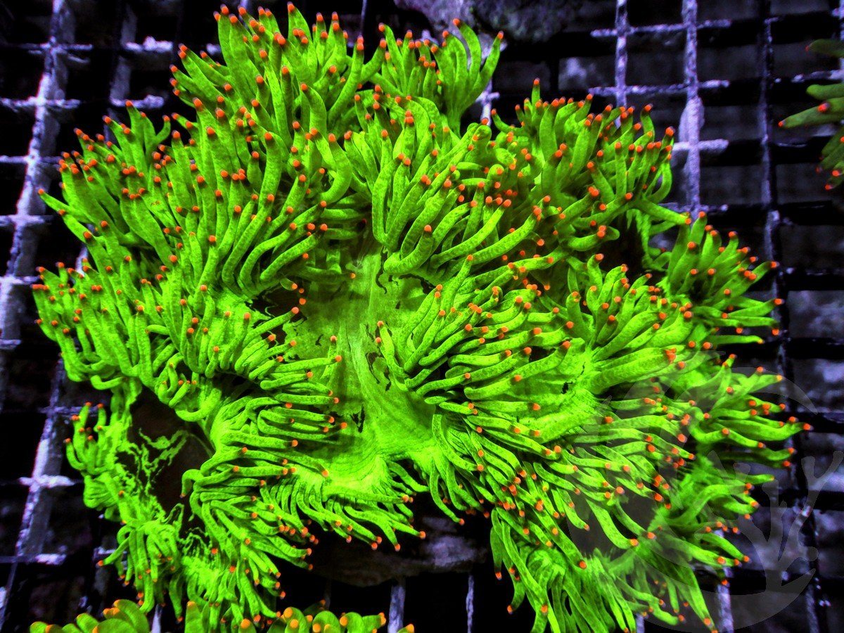 Hot Red tip Elegance