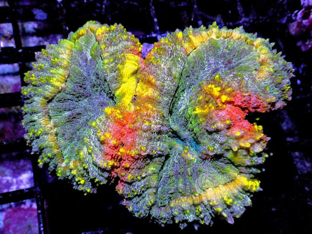 Crazy Rainbow Lobophyllia