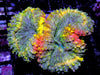 Crazy Rainbow Lobophyllia