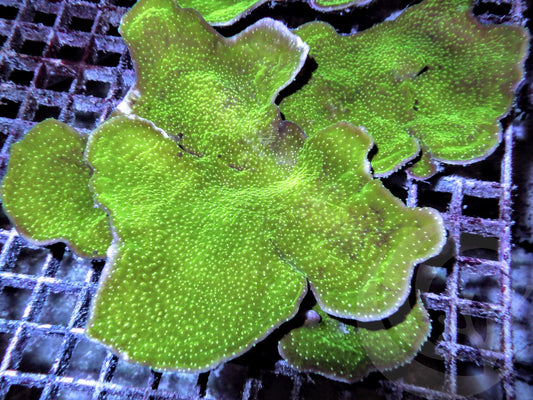 Big Green Plating Montipora