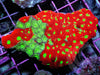 Rainbow War Coral Favites