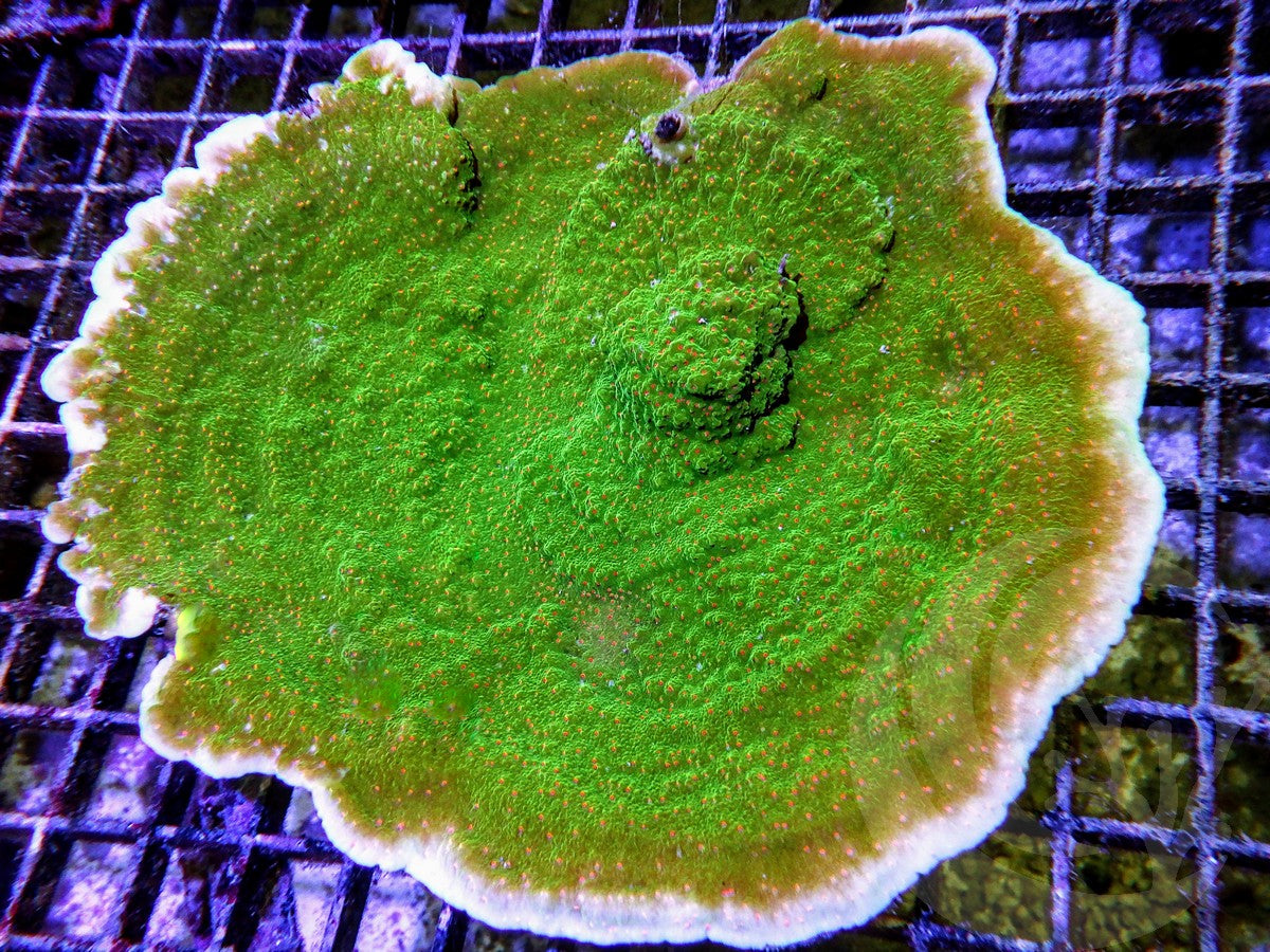 Red Polyp Grinch Plating Montipora