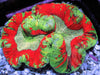 Red Ribbon Trachyphyllia