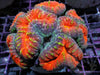 Super Orange Lobophyllia