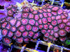 Ruby Pink Zoanthids