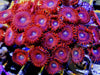 Magician Zoanthids