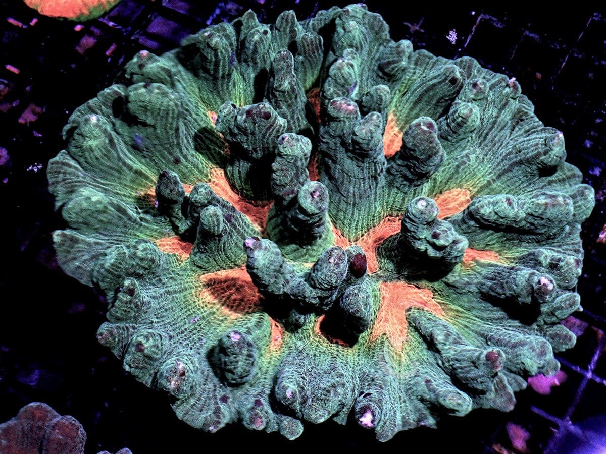 SHOWPIECE Pectinia