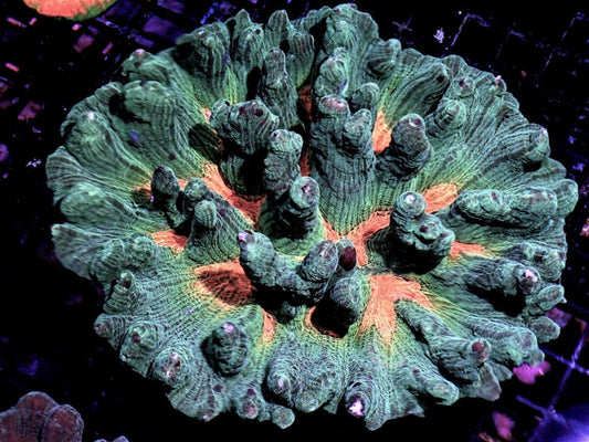 SHOWPIECE Pectinia