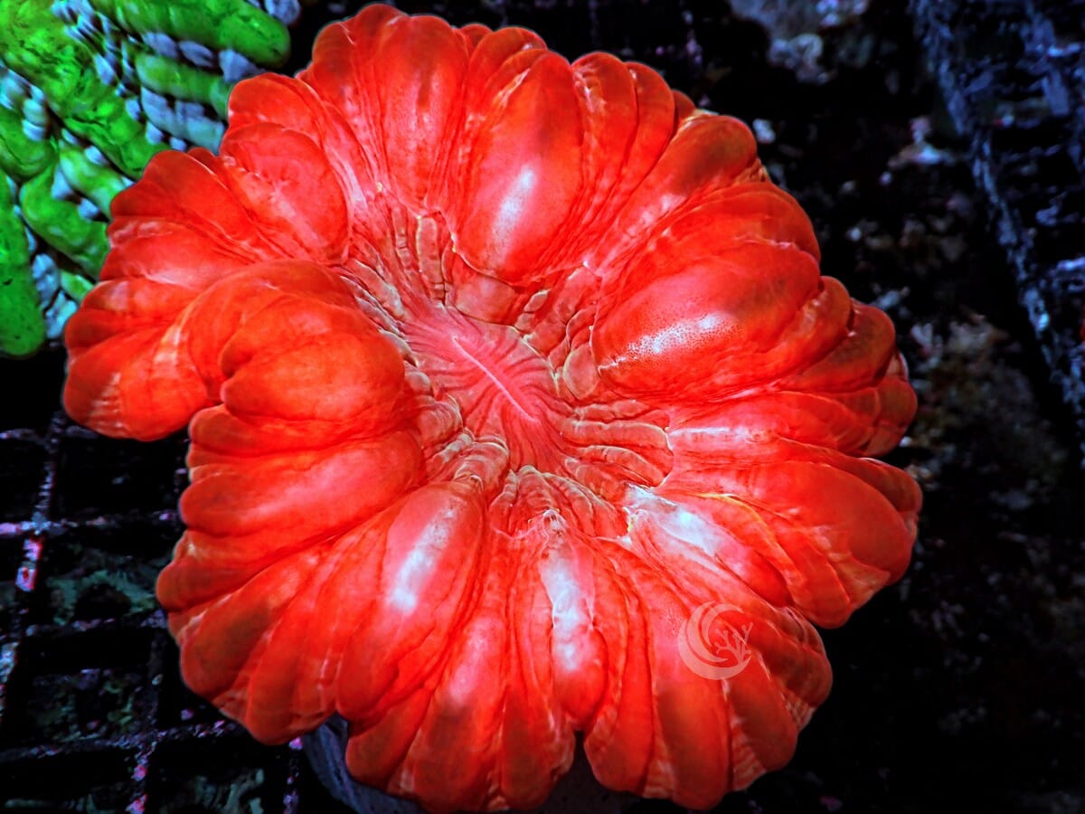 Puffy Red Cynarina
