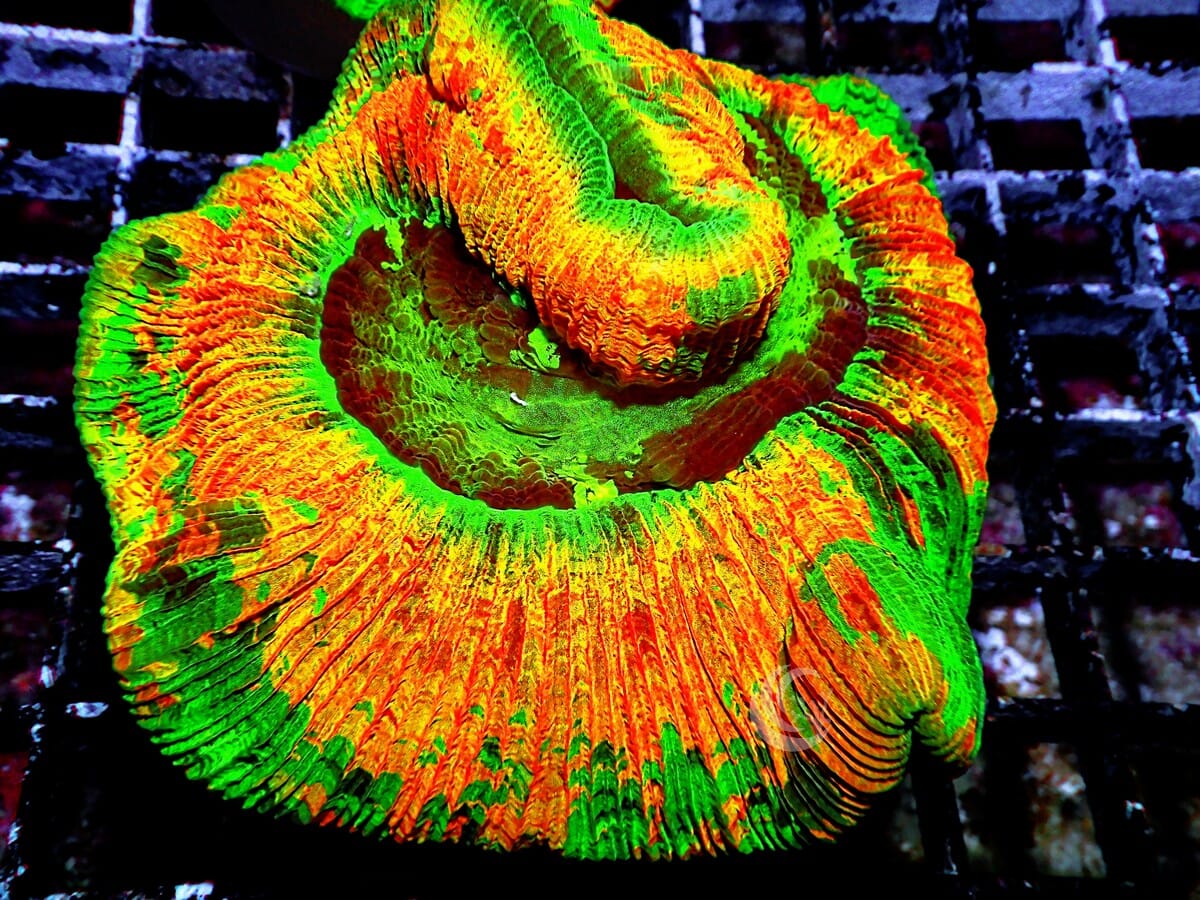 Orange Multicolor Trachyphyllia