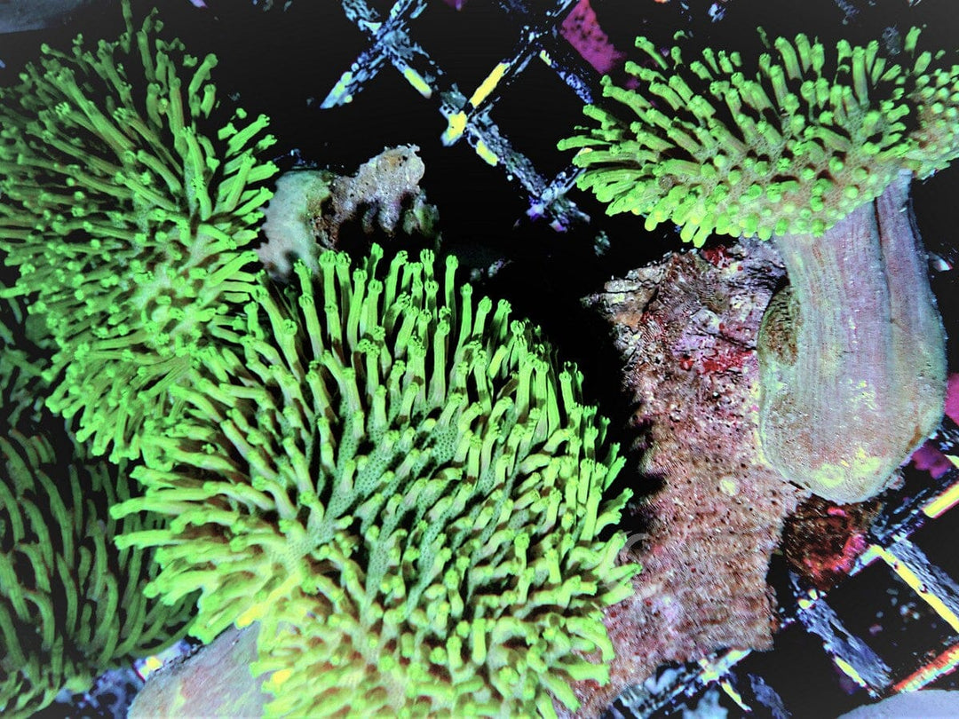 Triple Head Long Polyp Green Toadstool Leather