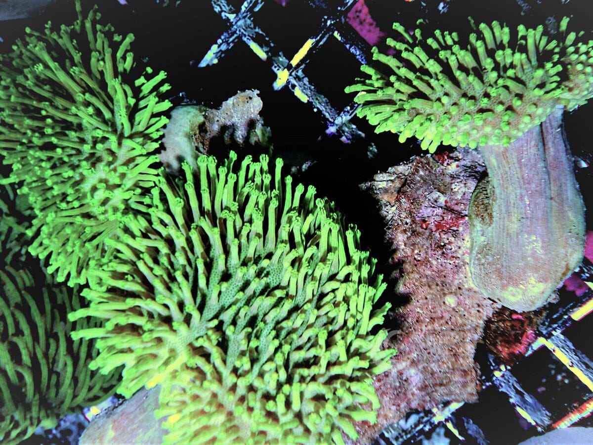 Triple Head Long Polyp Green Toadstool Leather