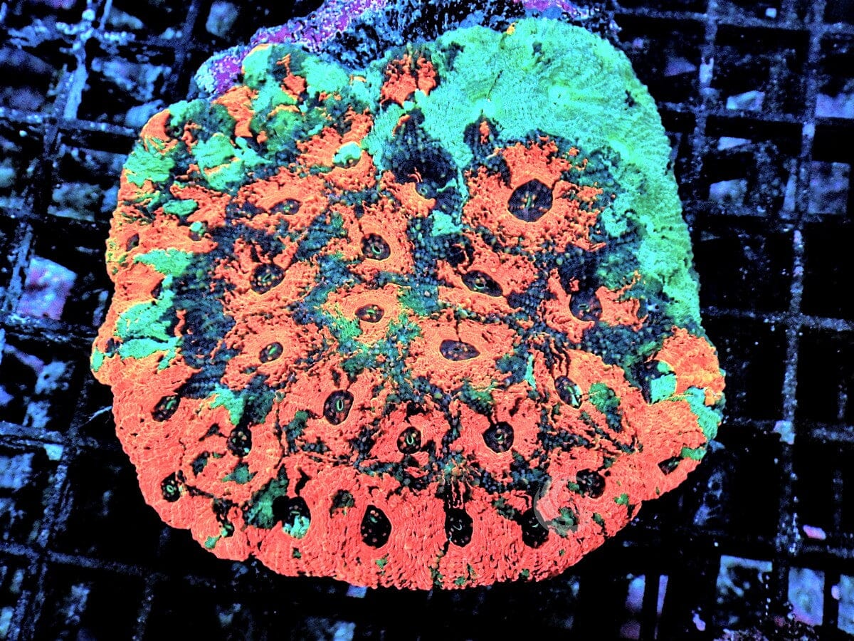 Orange Teal Acan echinata