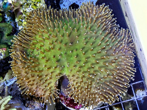Green Long Polyp Toadstool Leather - Pacific East Aquaculture